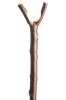 Blackthorn Thumb Stick