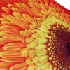 Stormking Auto Open & Close Folding Umbrella - Floral Collection - Orange Daisy