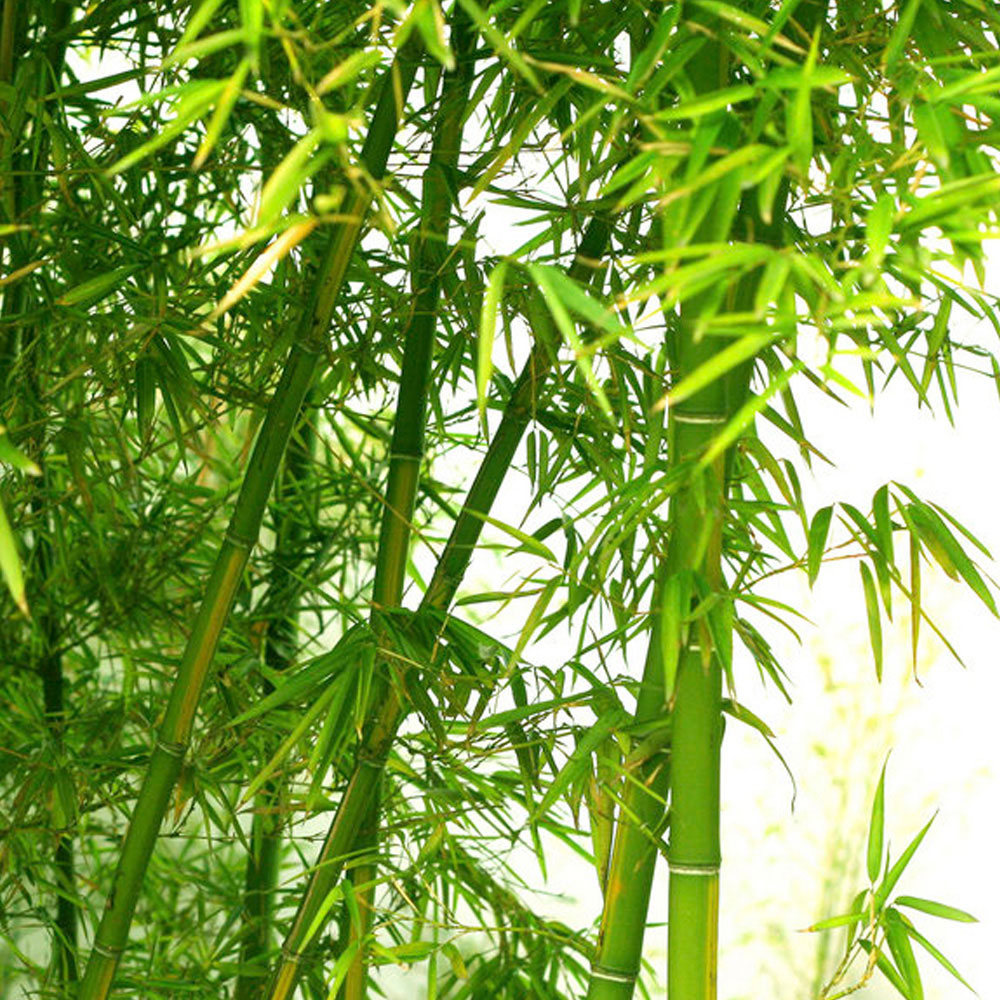 Bamboo Inspired Walking Sticks