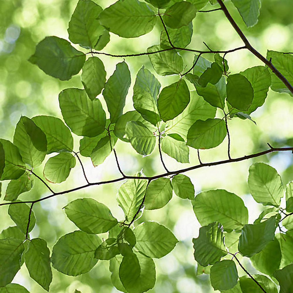 Beech Walking Sticks